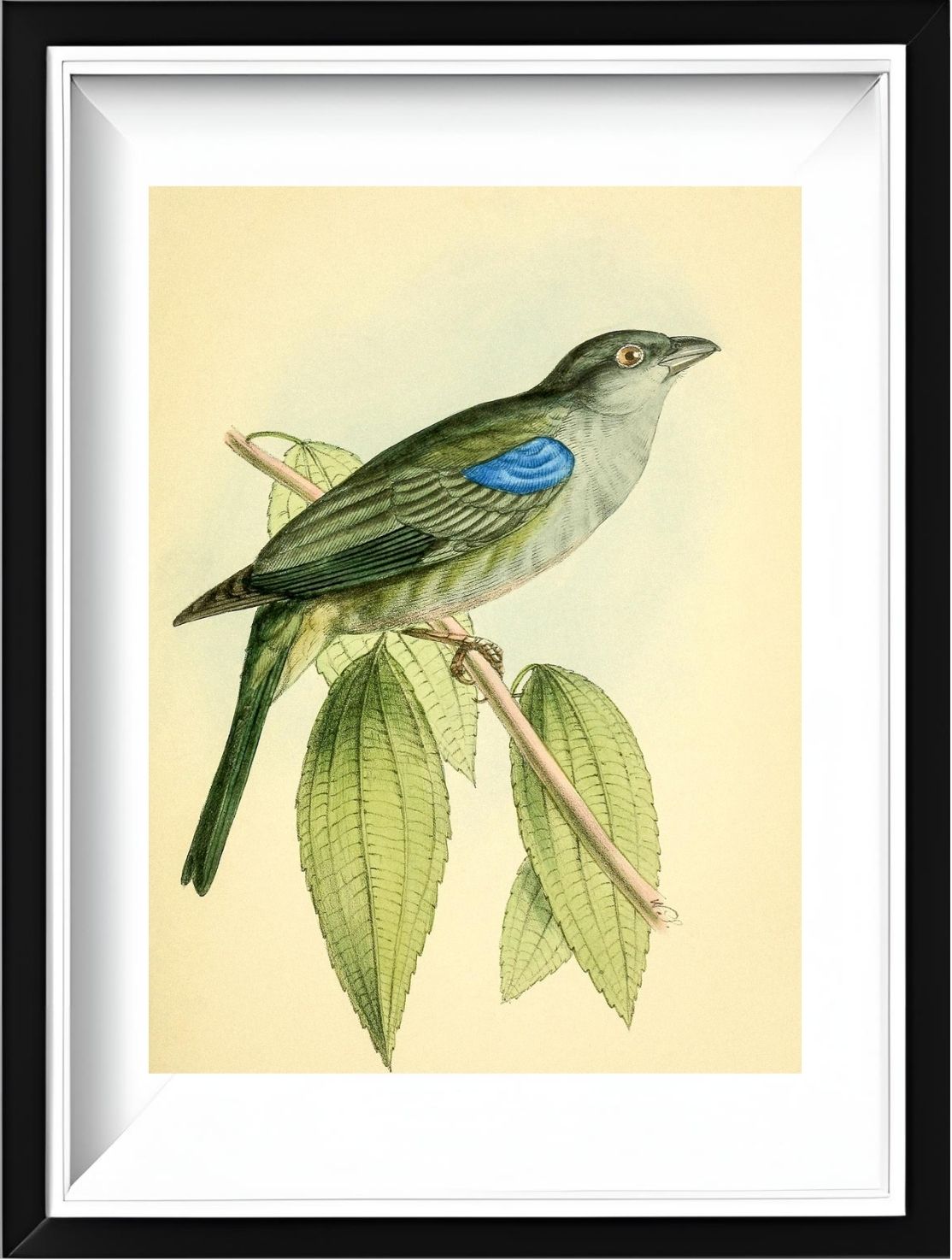Bishop Tanager