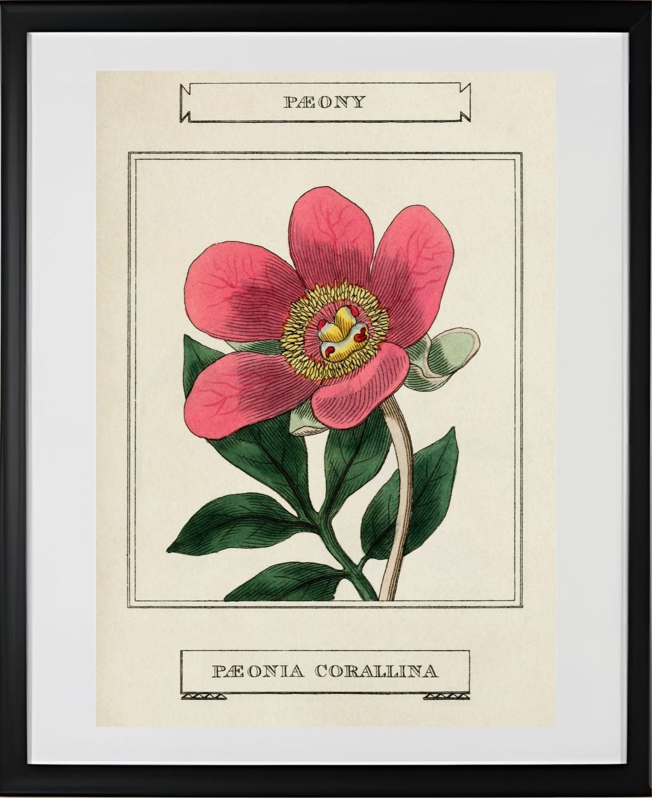 Paeony