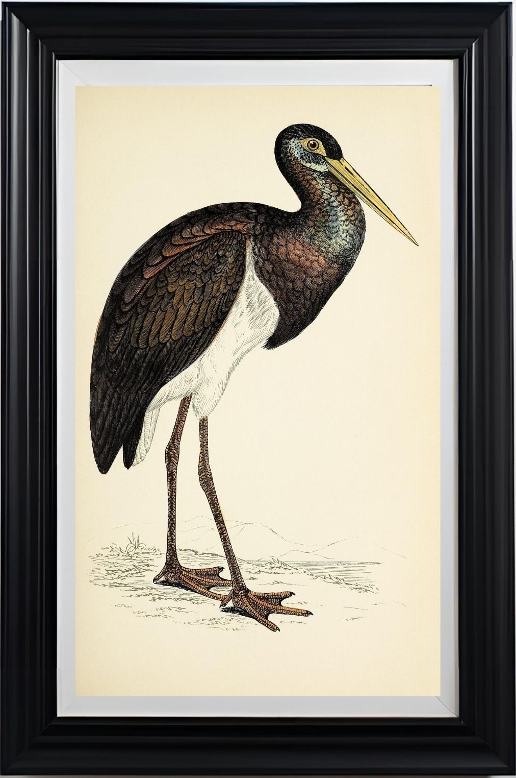 Black Stork