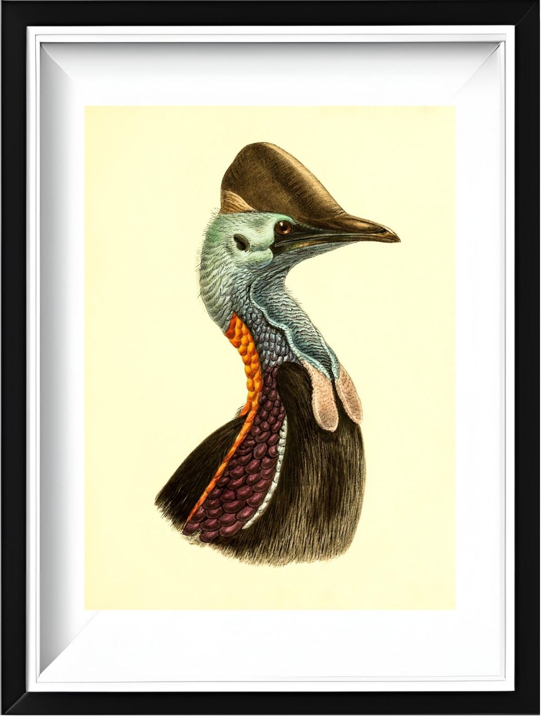 Casuarius Casuarius Violicollis