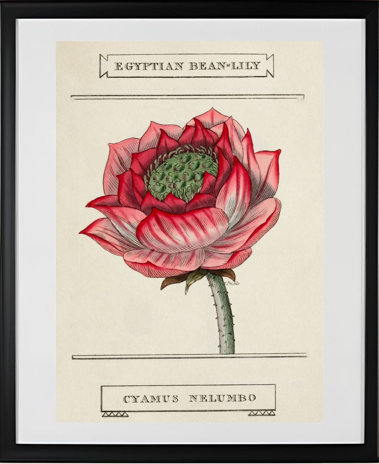 Egyptian Bean-Lily