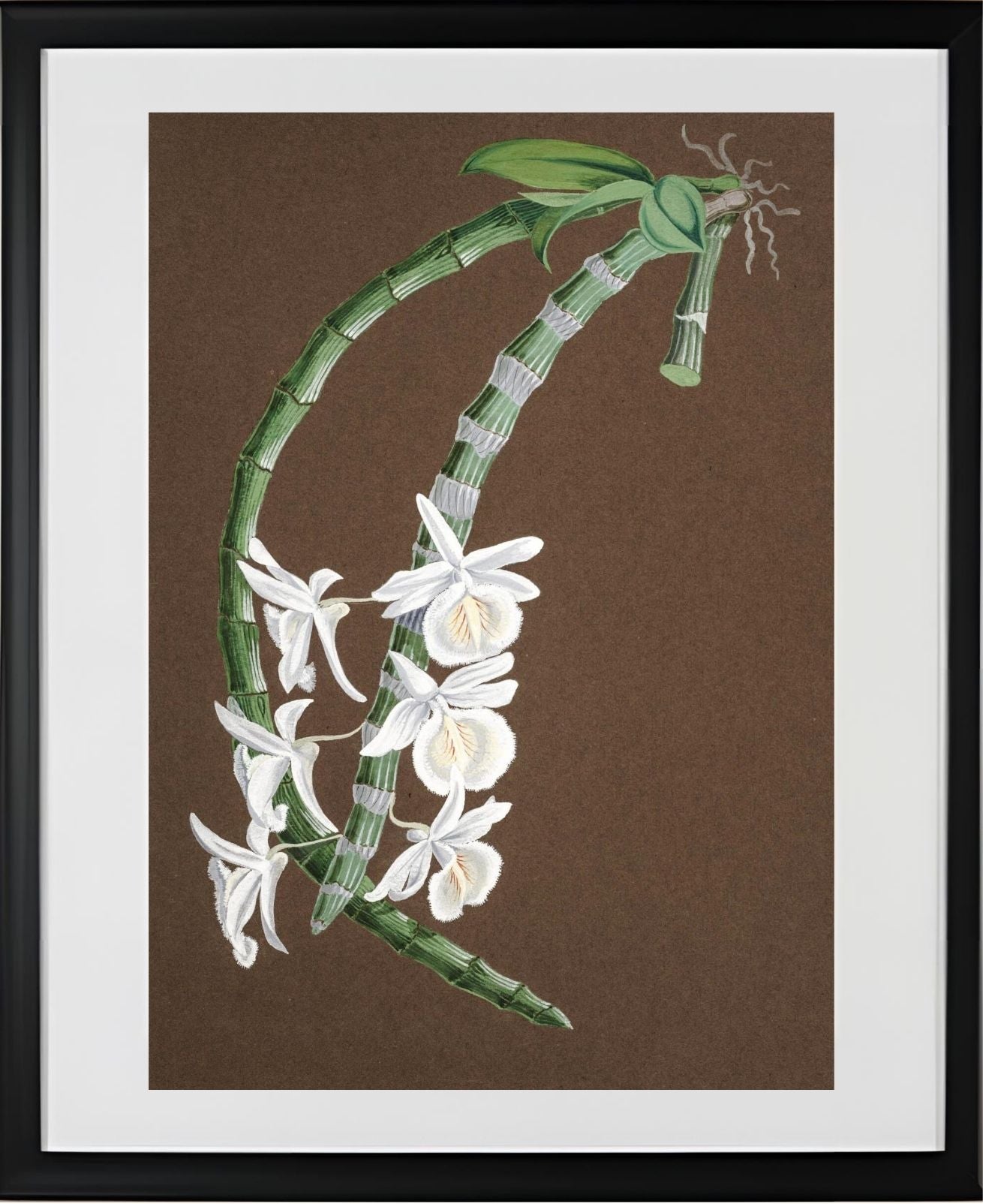 Dendrobium Cretaceum