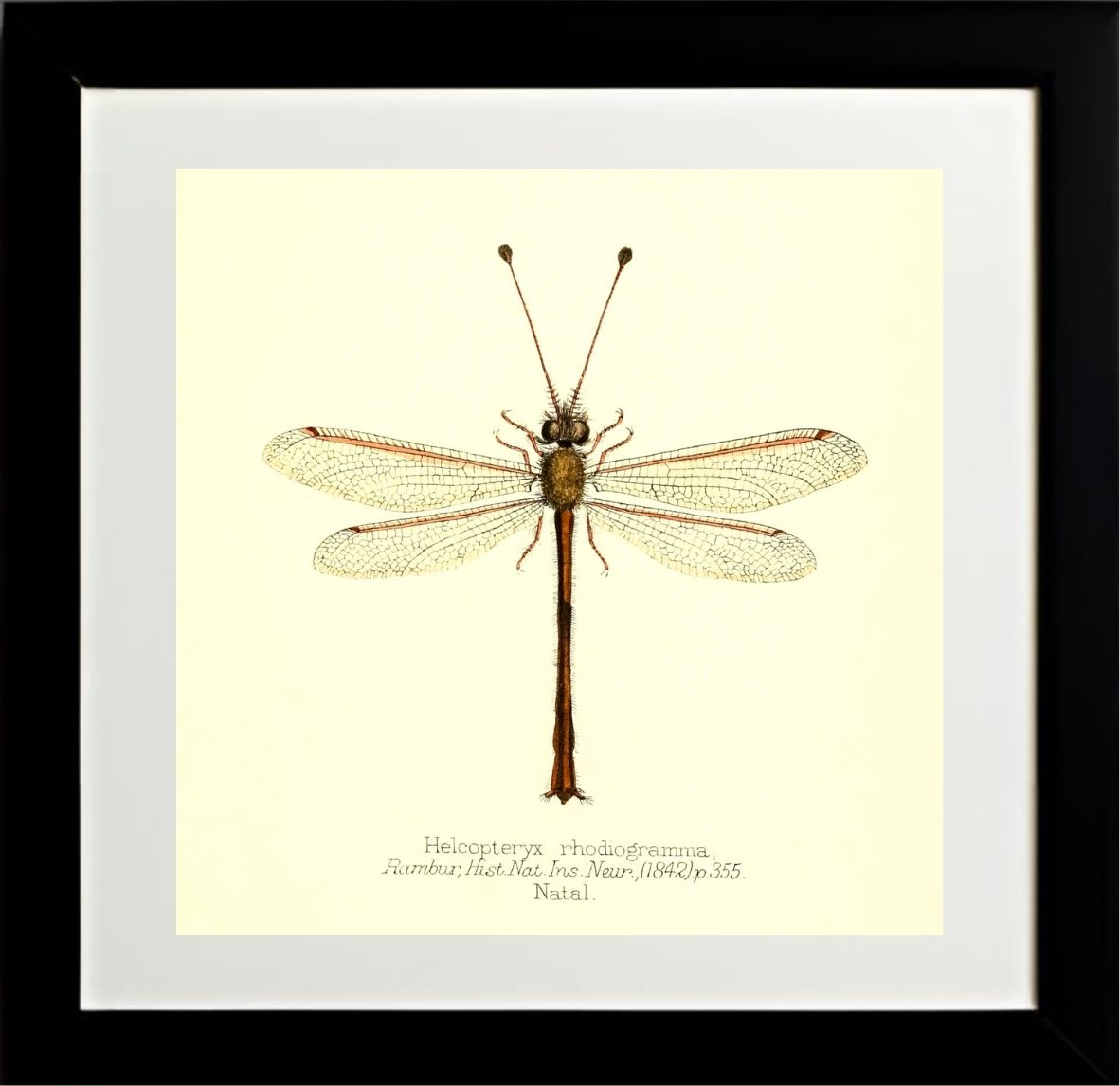 Helcopteryx Rhodiogramma