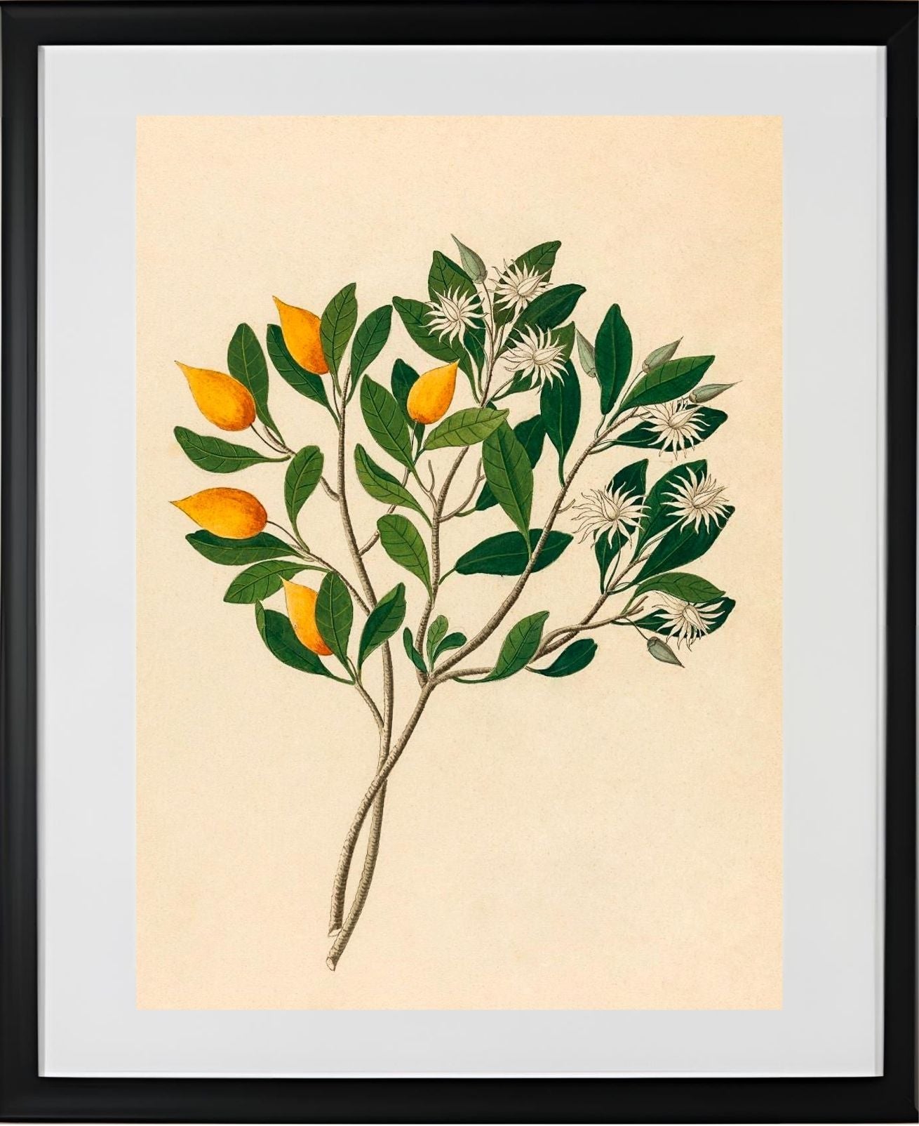 Hexand. Mono (Mimusops Obovata)