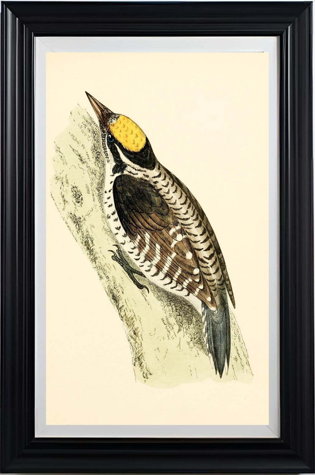 Three-Toed Woodpecker