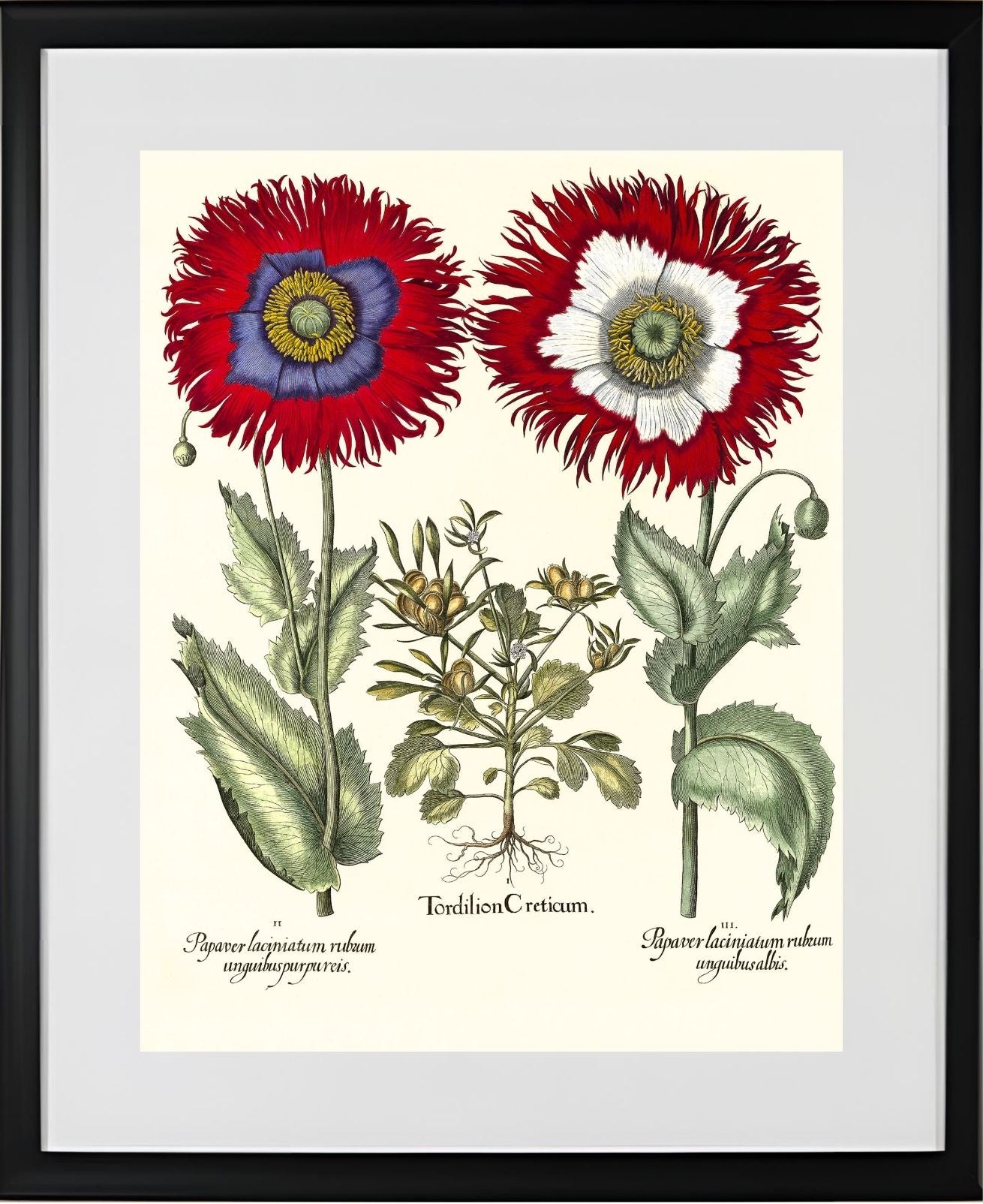Tordylium Eyed garden poppy with fringed petals