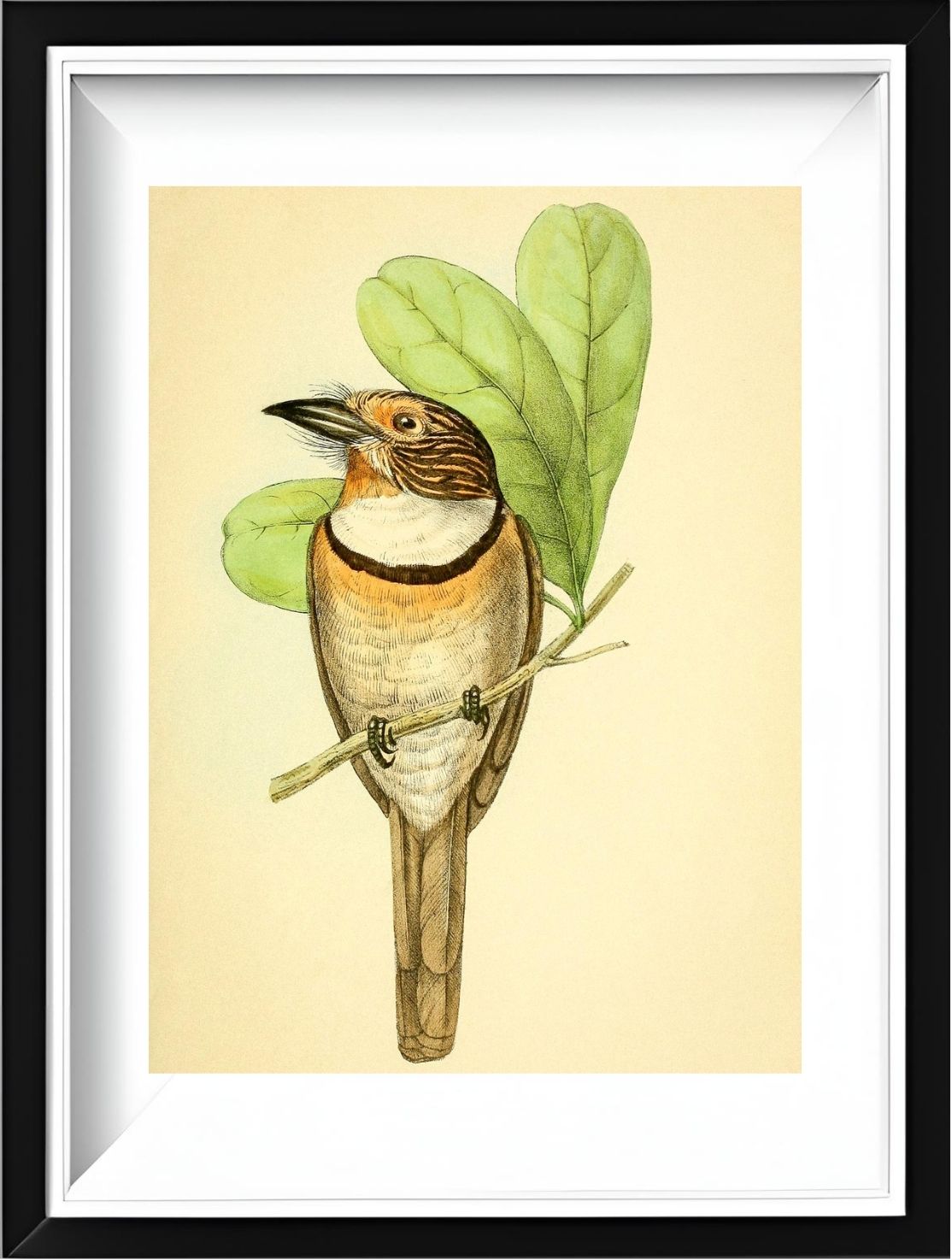 Striped Puff Bird