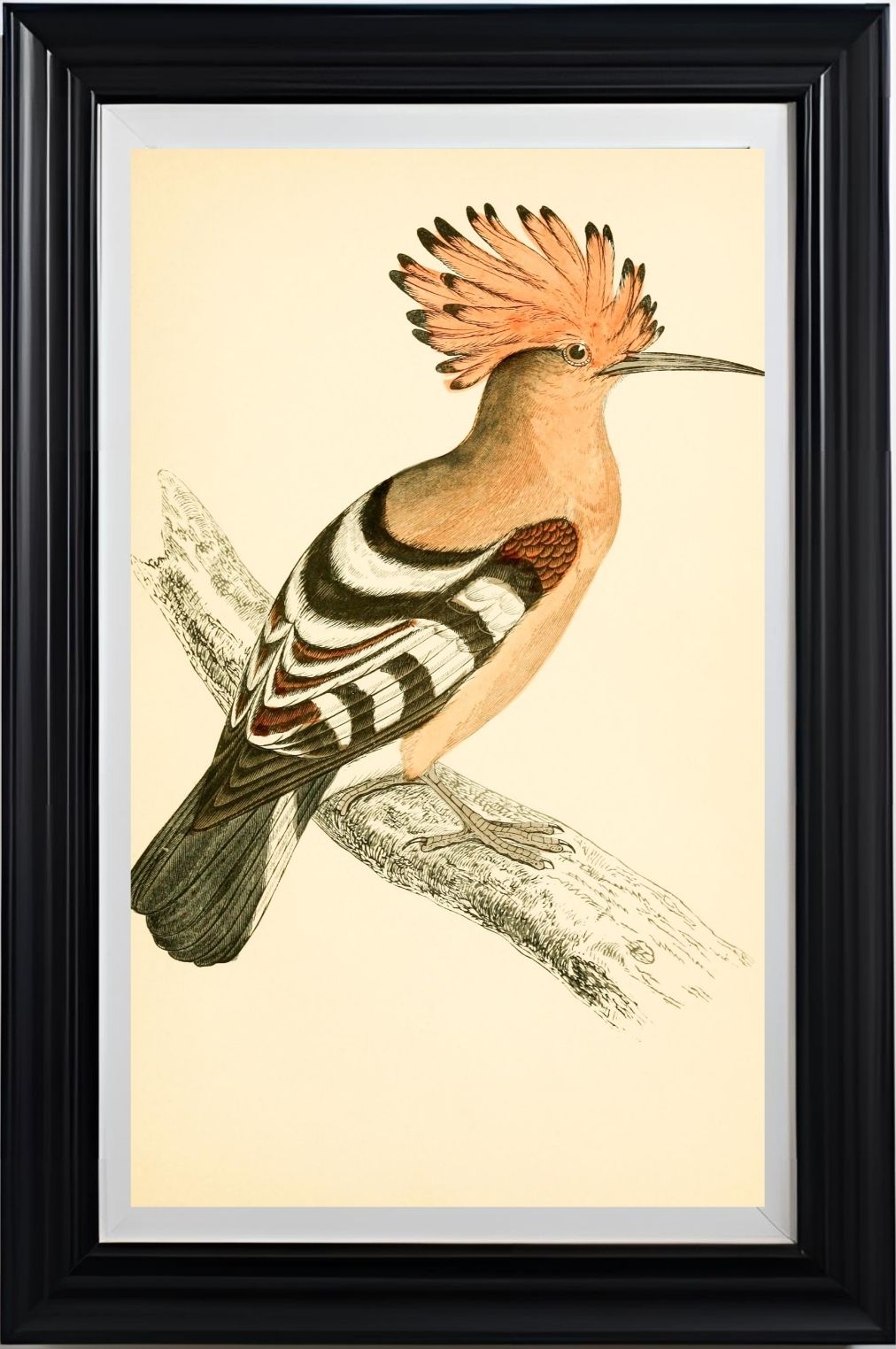 Hoopoe