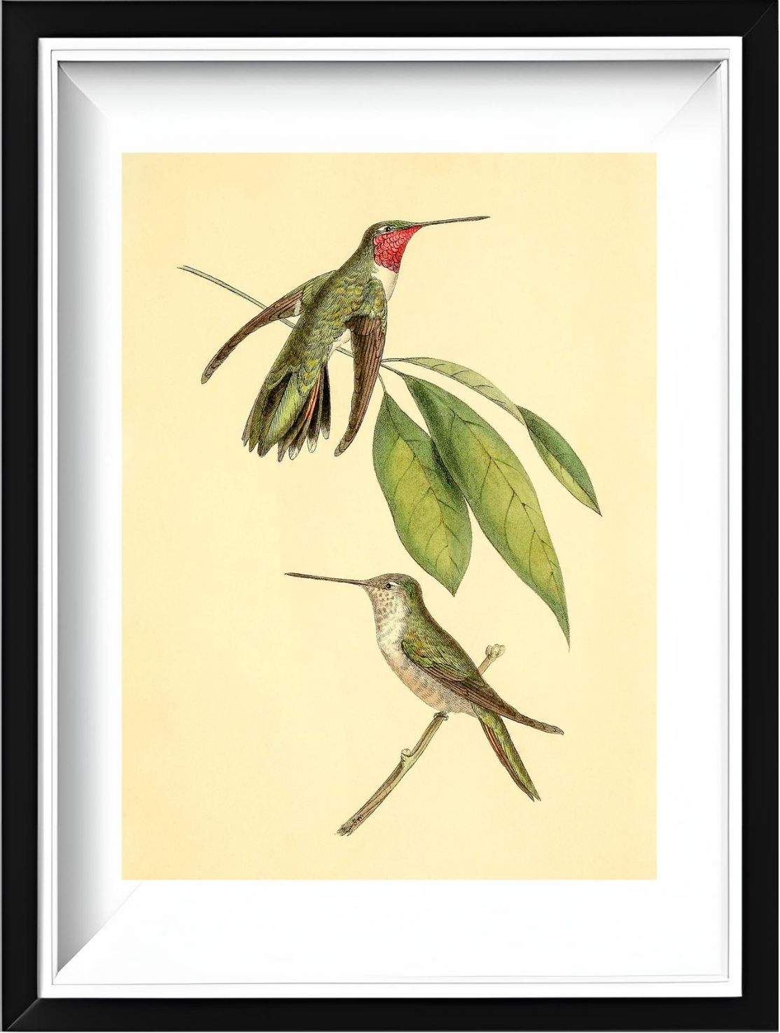 Mexican Amethyst Hummingbird