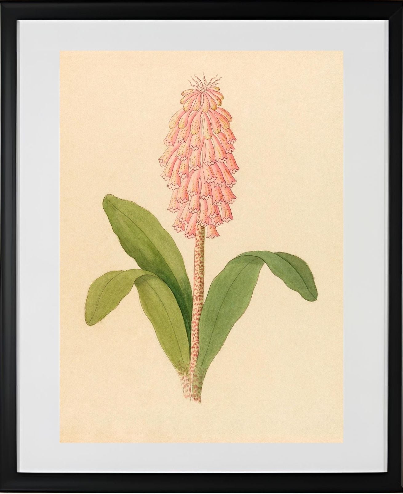 Veltheimia Viridifolia (Veltheimia Bracteata)