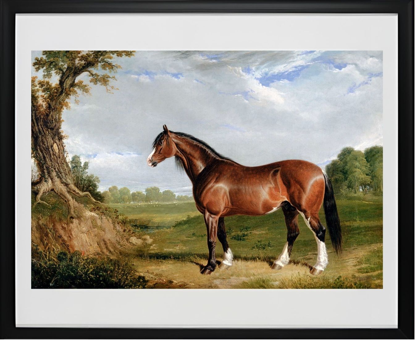 A Clydesdale Stallion