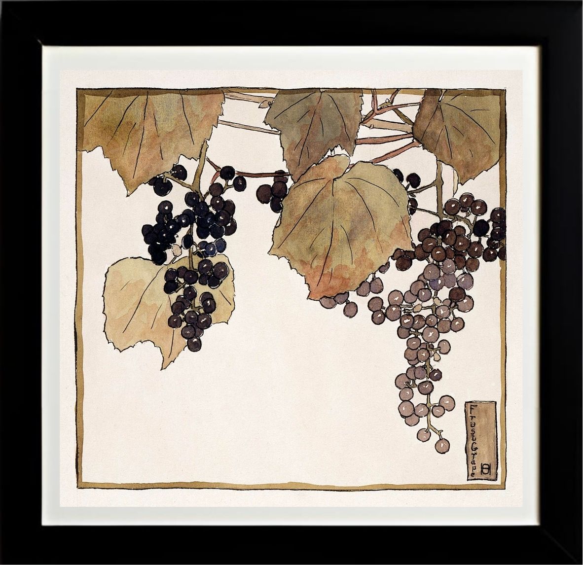 Frost Grape