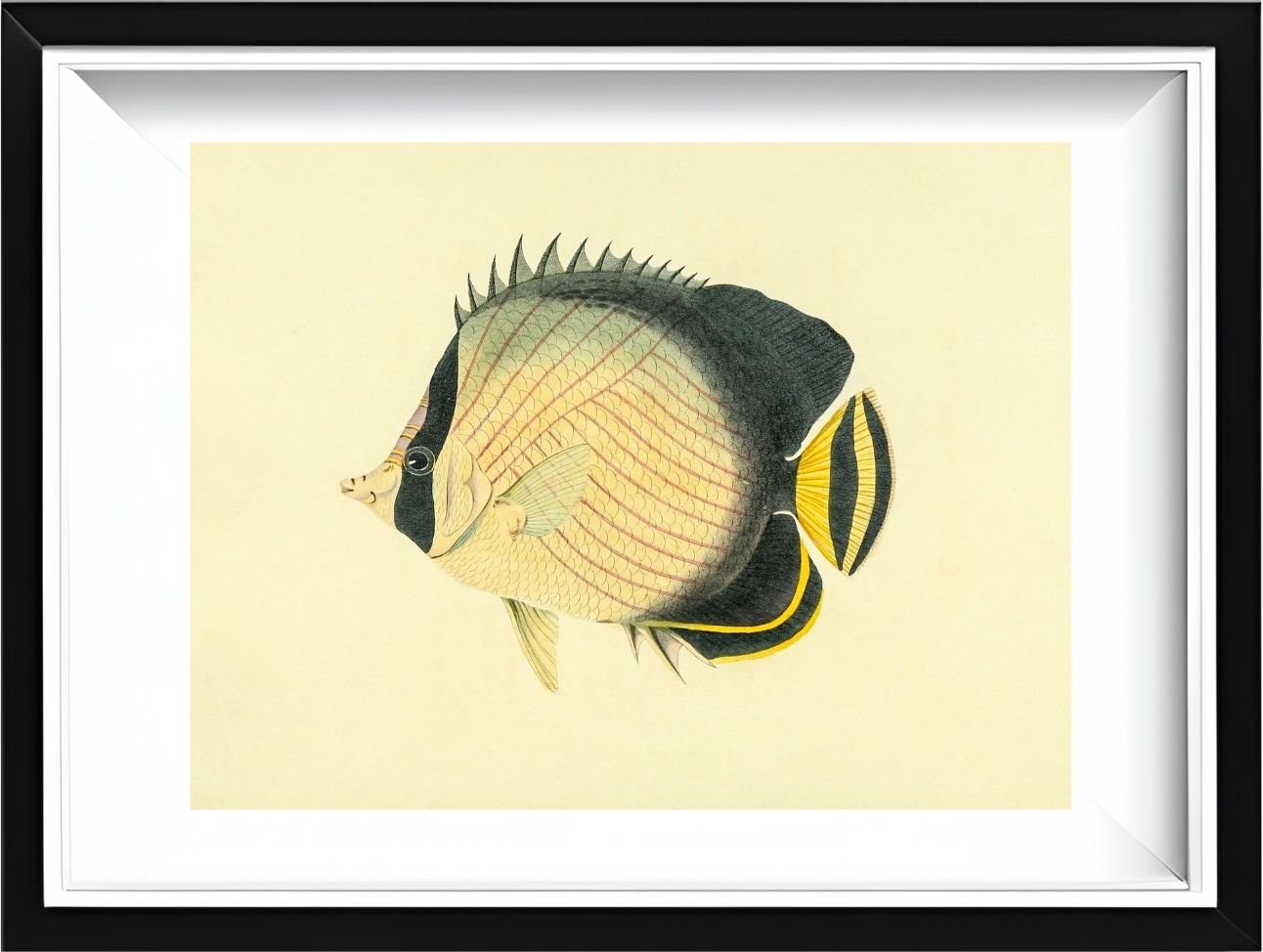 Chaetodon Vagabundus