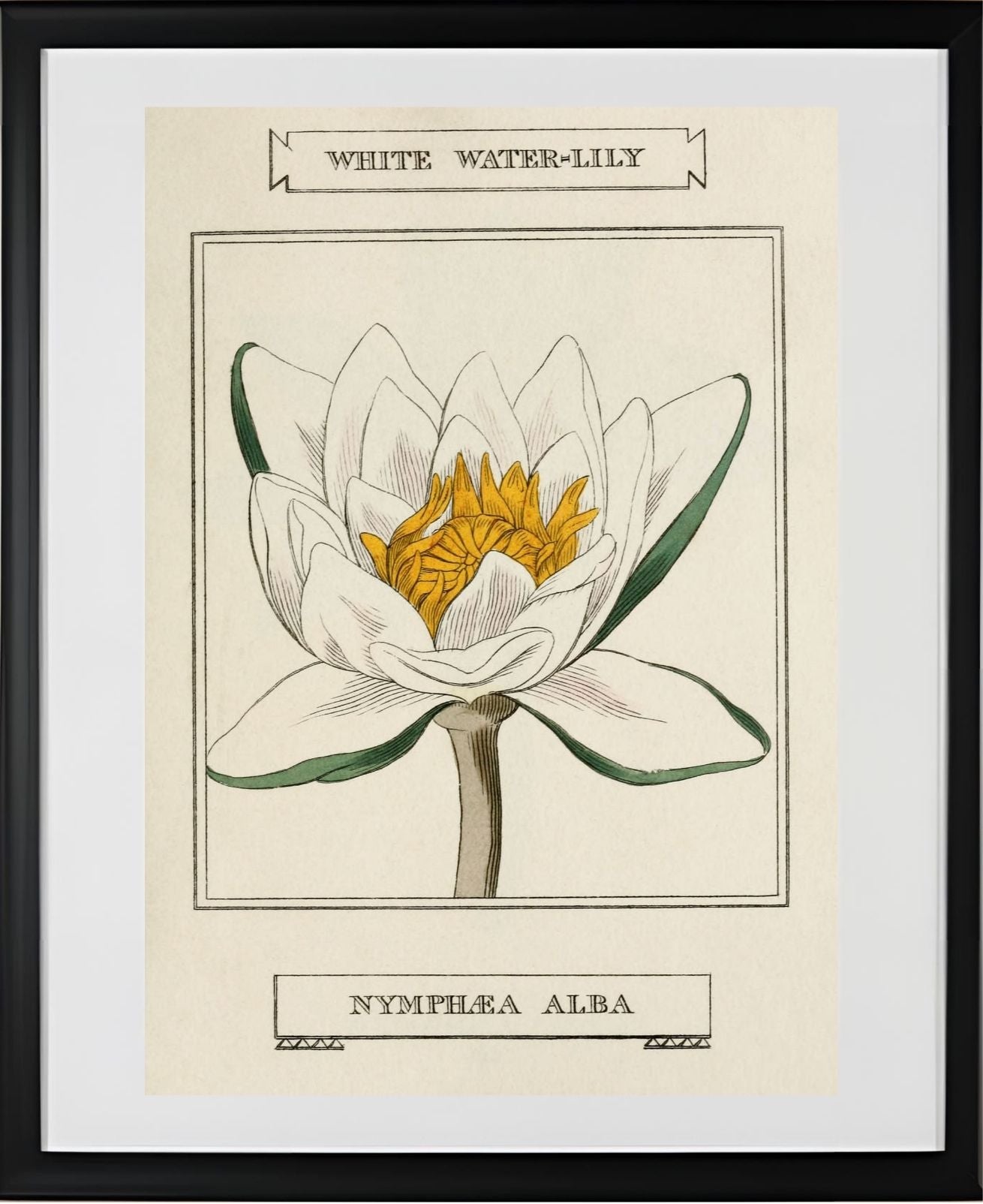 White Water-Lily
