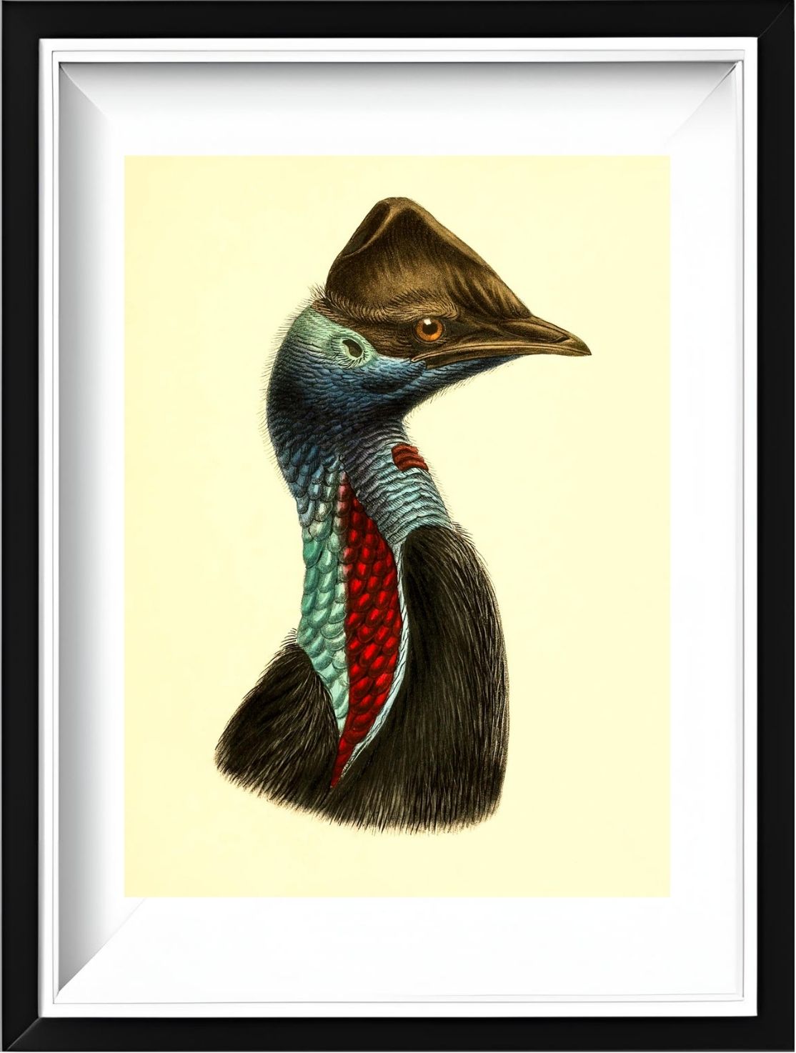 Casuarius Picticollis