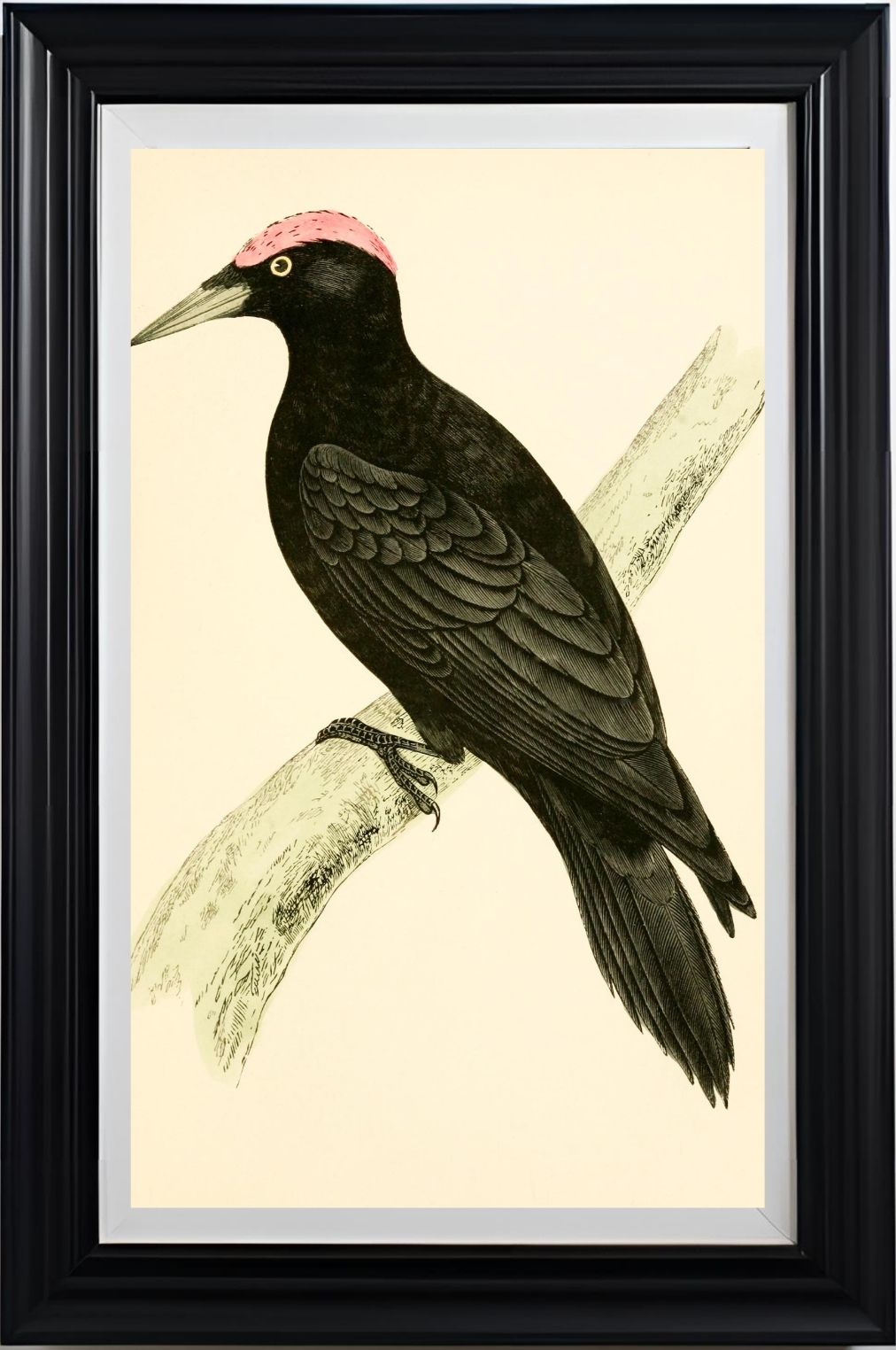 Black Woodpecker