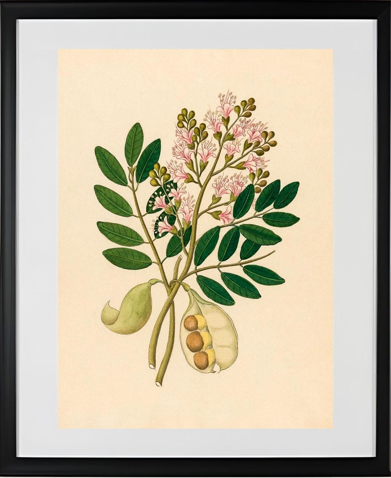 Schotia Nov. Sp (Schotia Latifolia)
