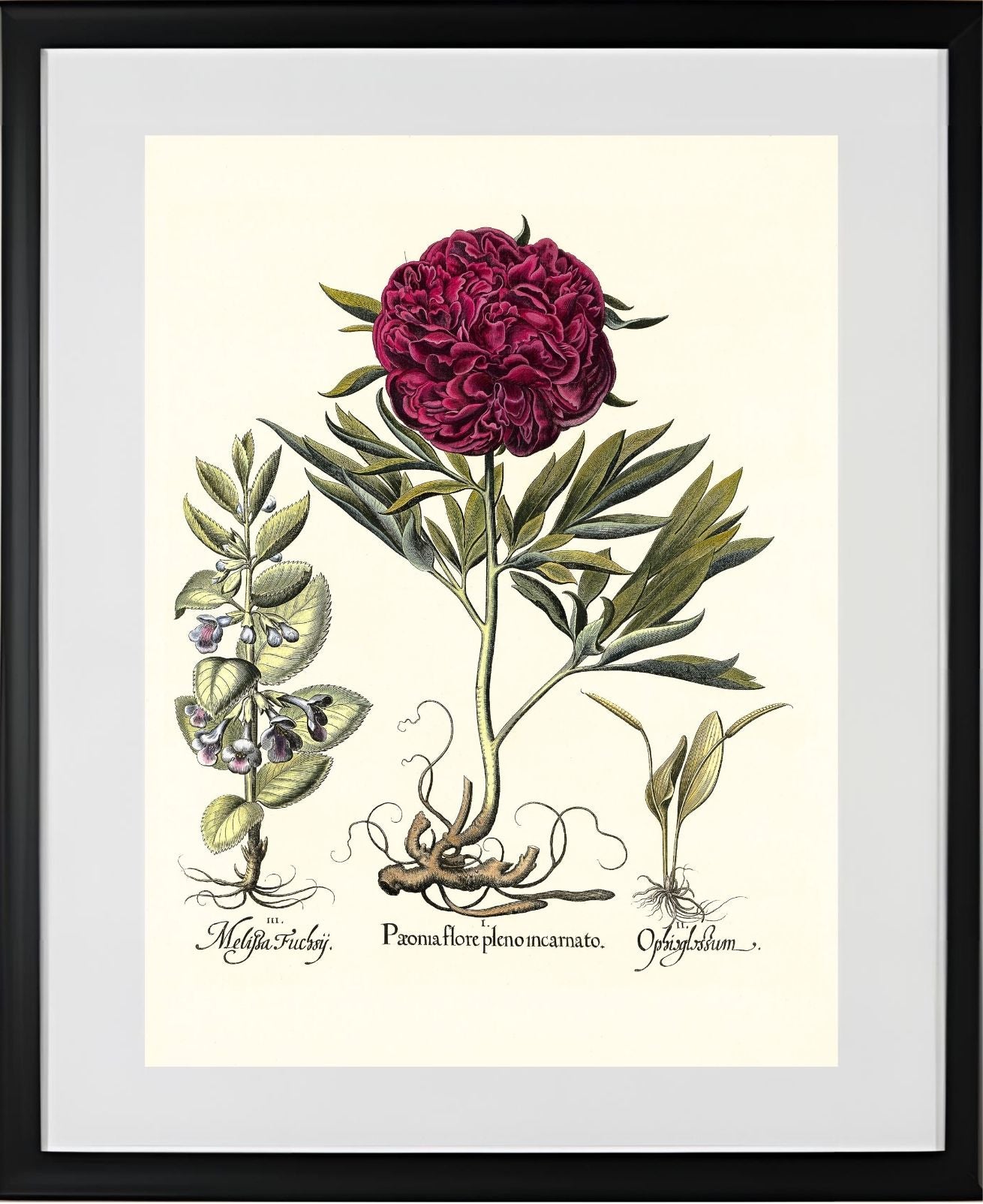 Crimson double-flowered peony, Adder’s-tongue fern