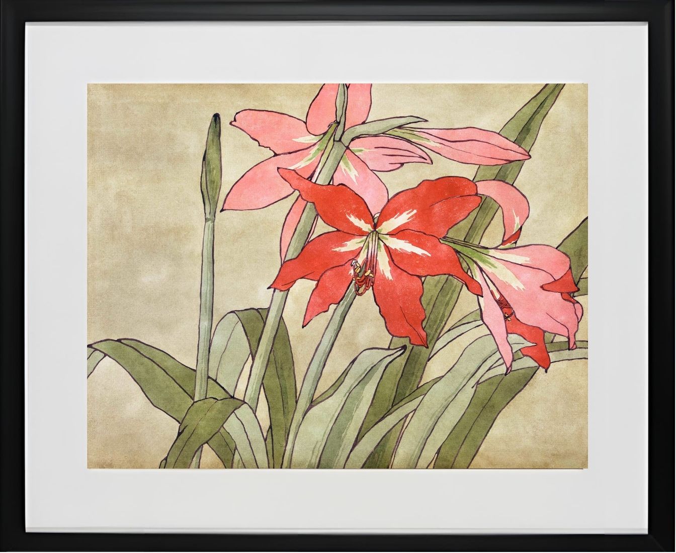 Amaryllis