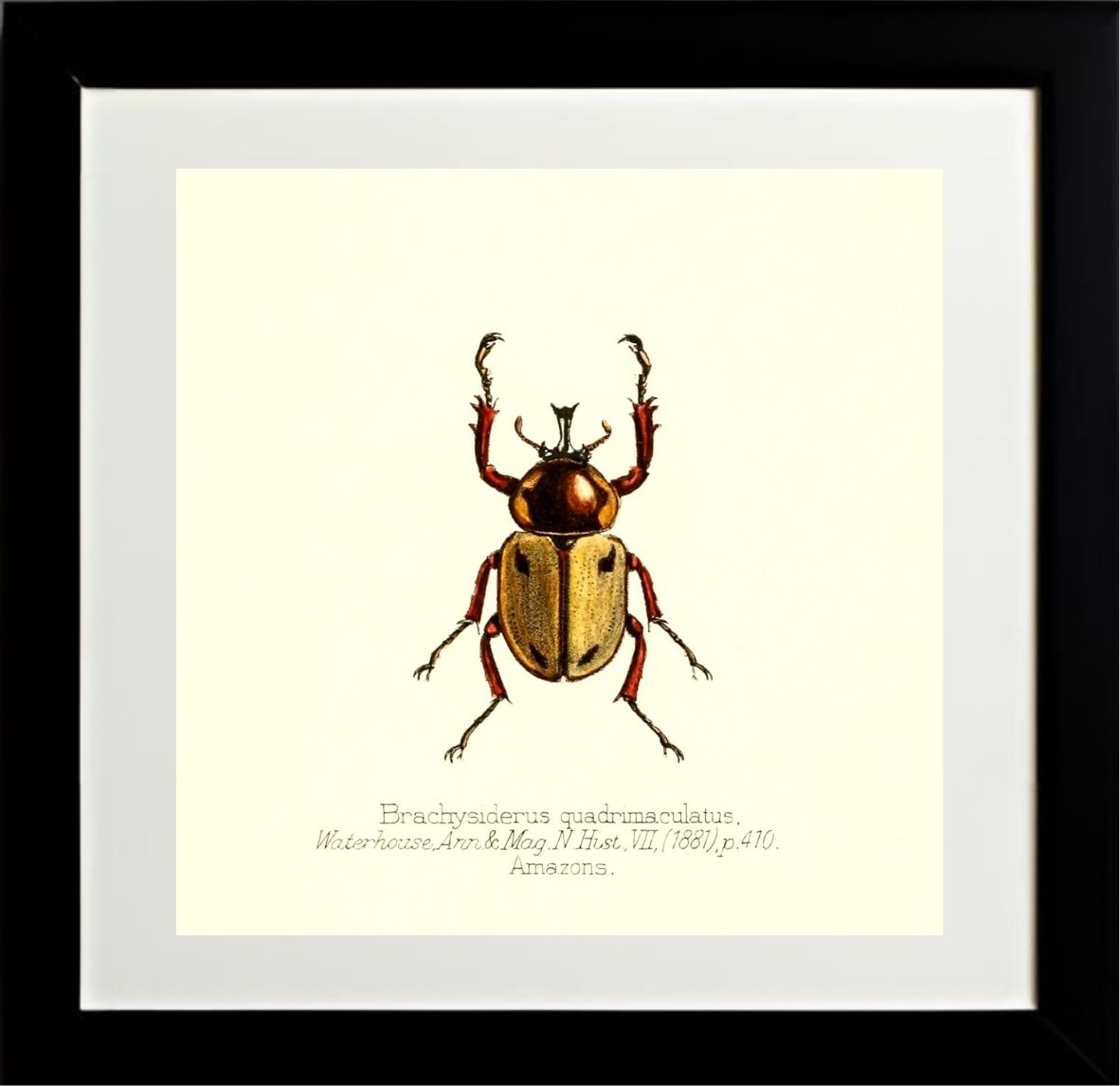 Brachysiderus Quadrimaculatus