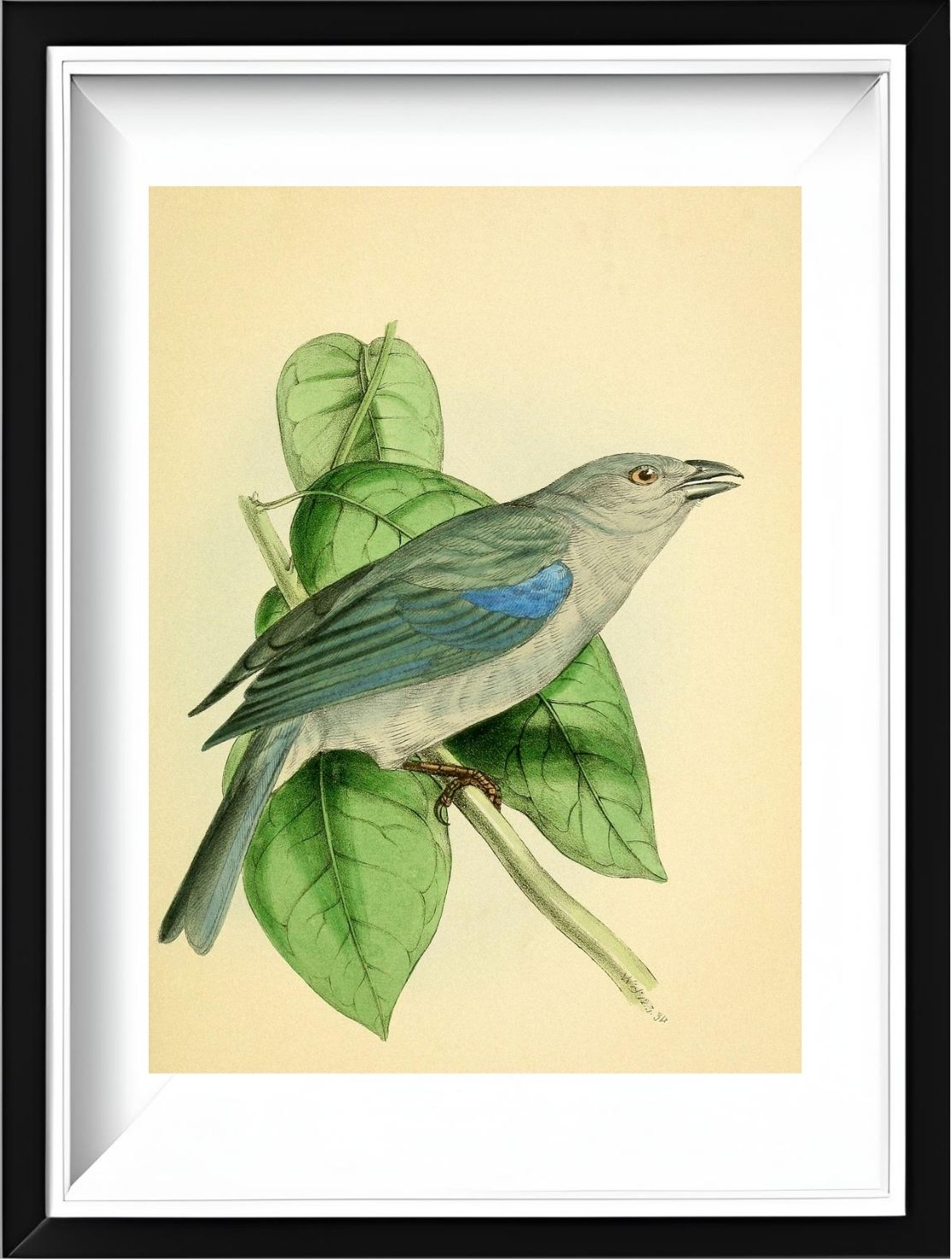 Blue-Shoulder'd Tanager