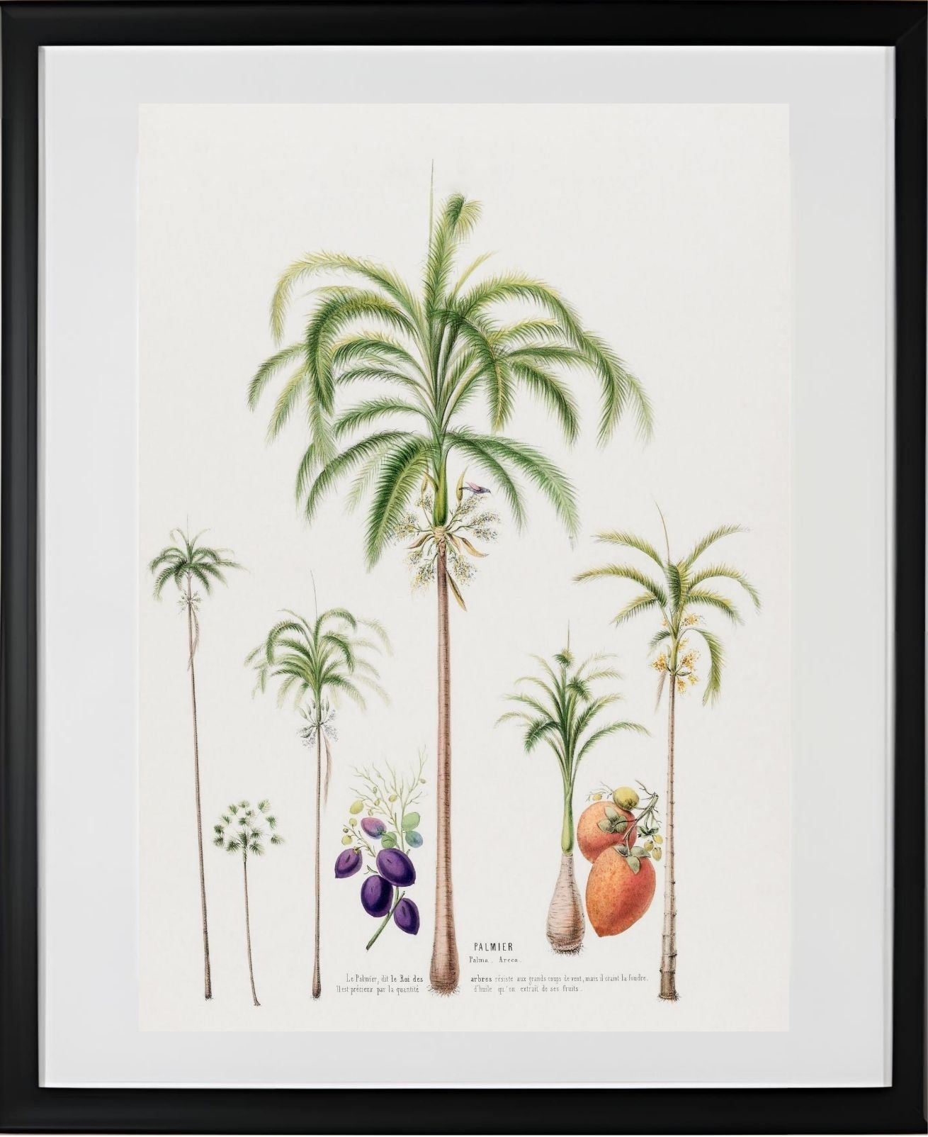 Palmier (Palma Areca)