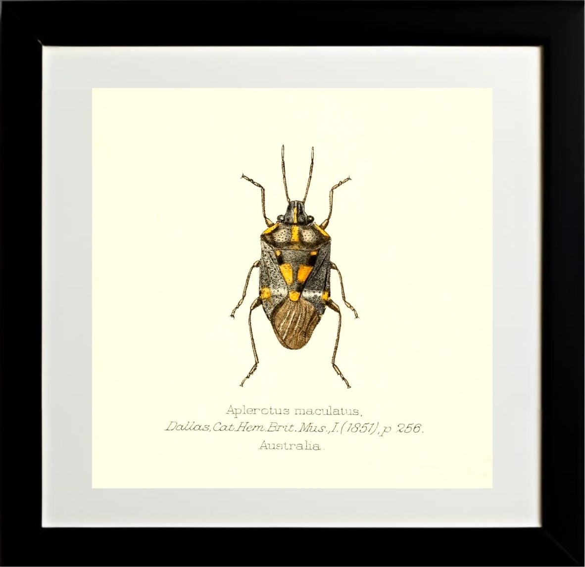 Aplerotus Maculatus