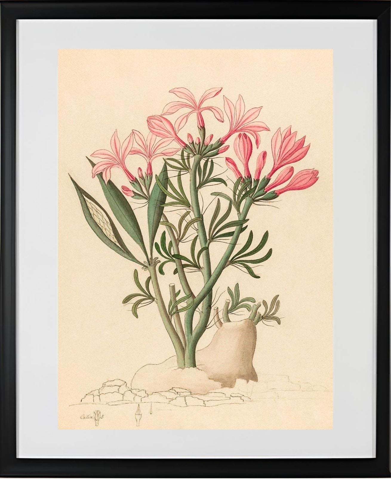 Ceropegia or Echites (Pachypodium Succulentum)