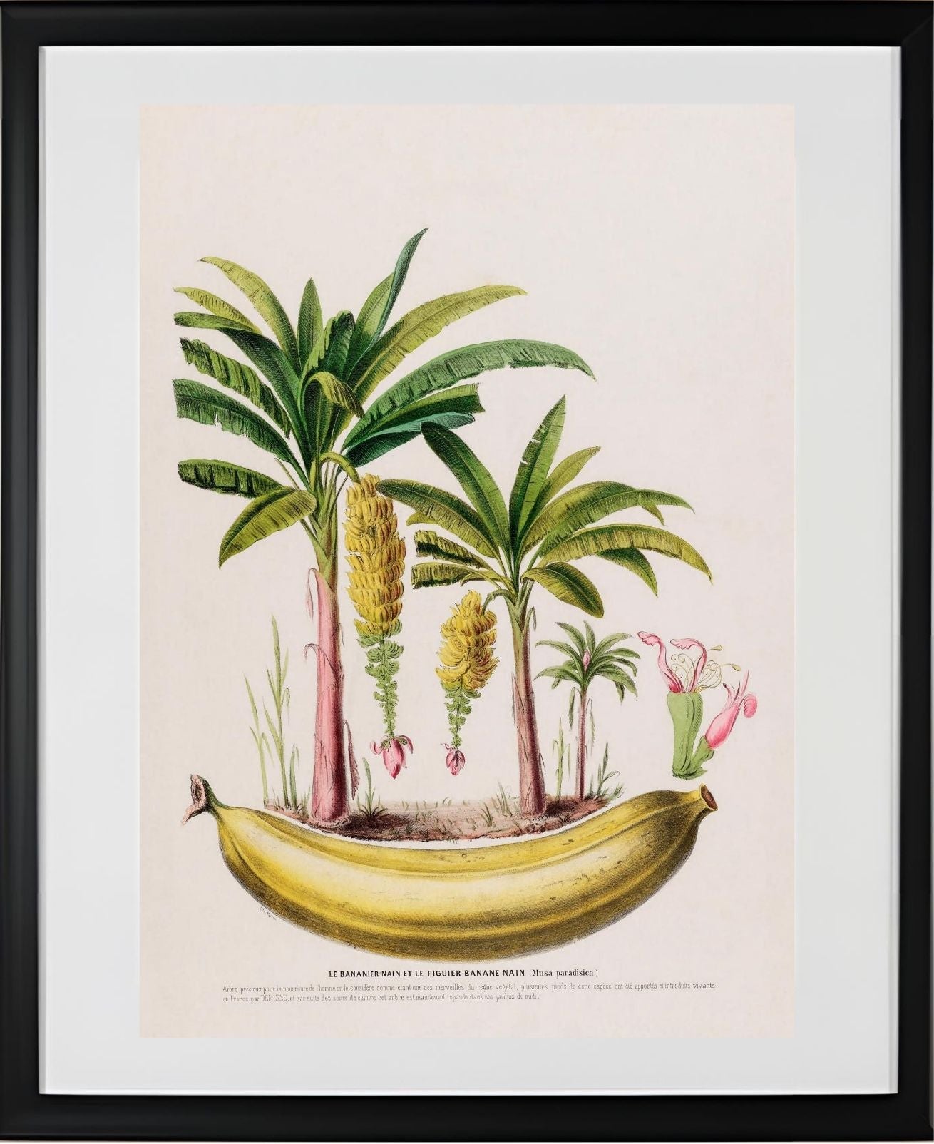 Le Bananier Nain (Musa Paradisica)