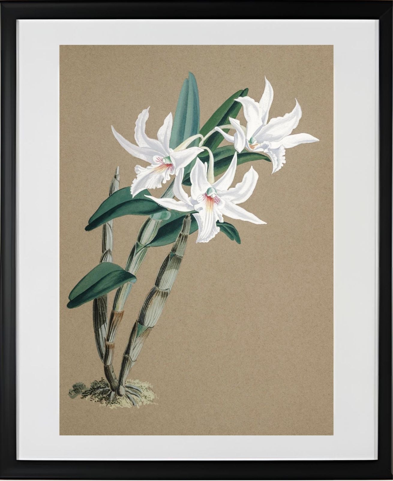 Dendrobium Eburneum