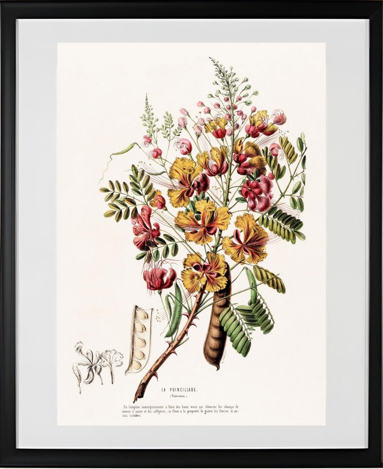 La Poincillade (Poinciana)