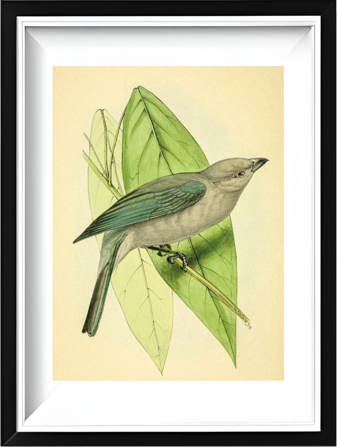 Blue-Grey Tanager