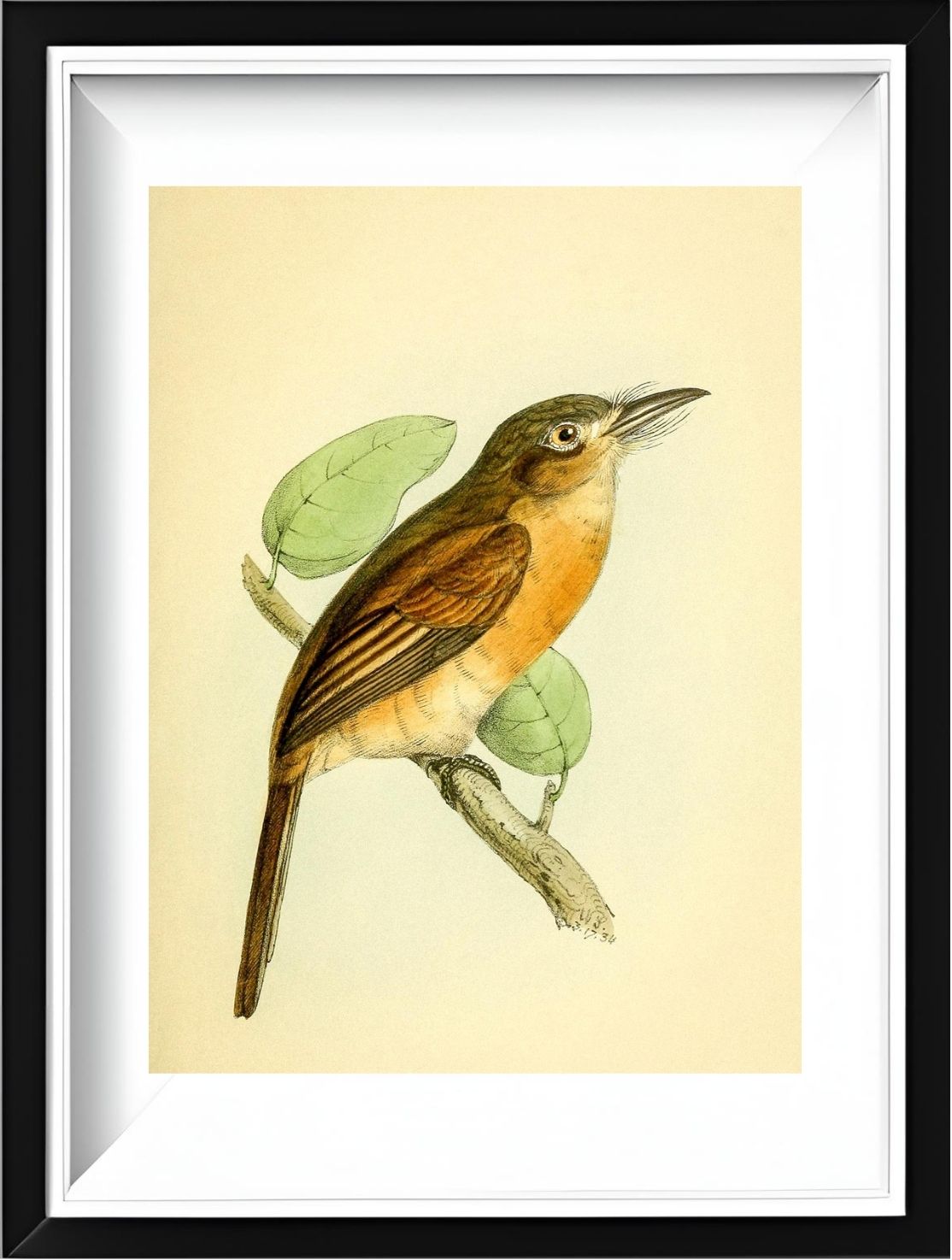Red-breasted Puff Bird