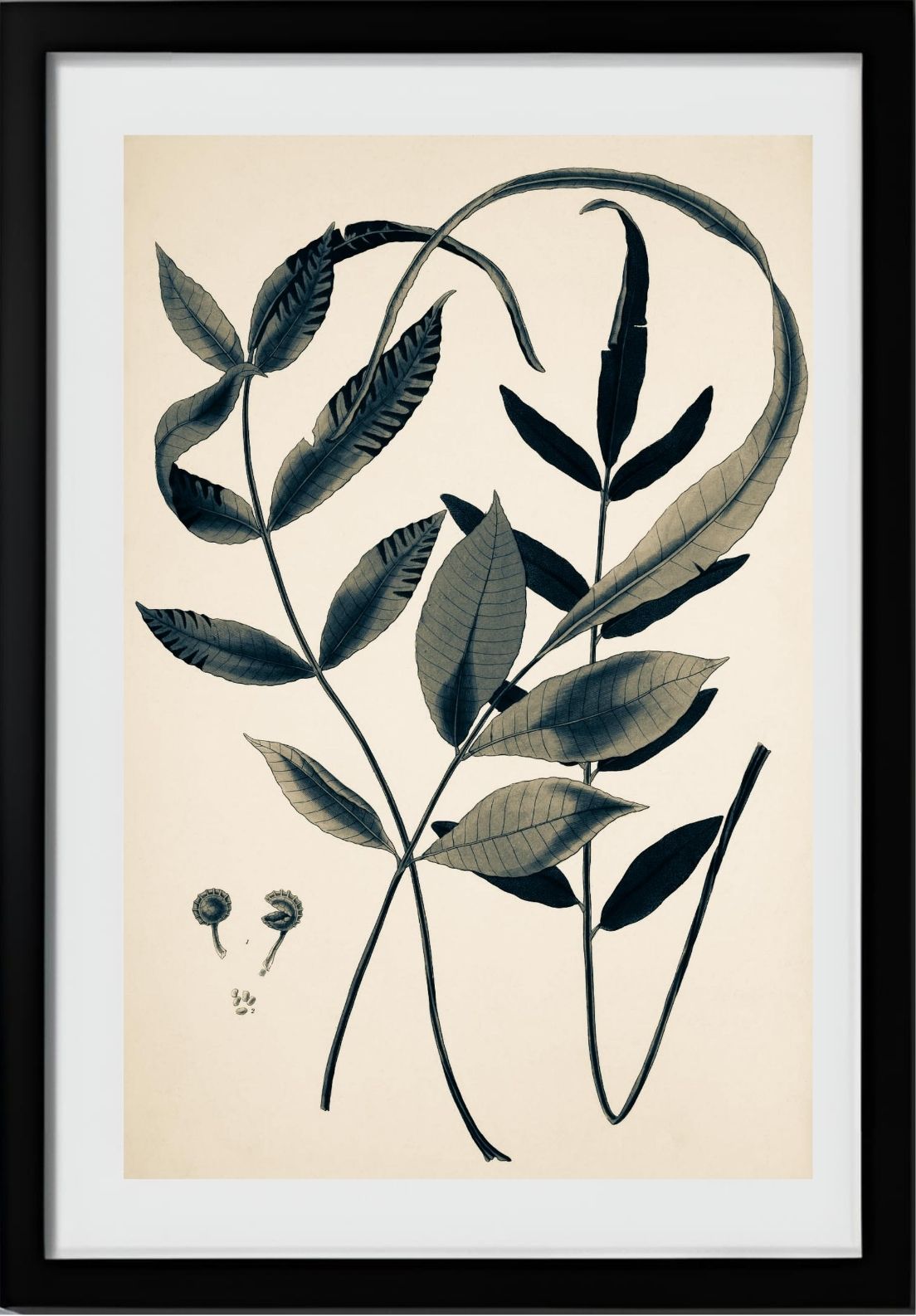Acrostichum Flagelliferum