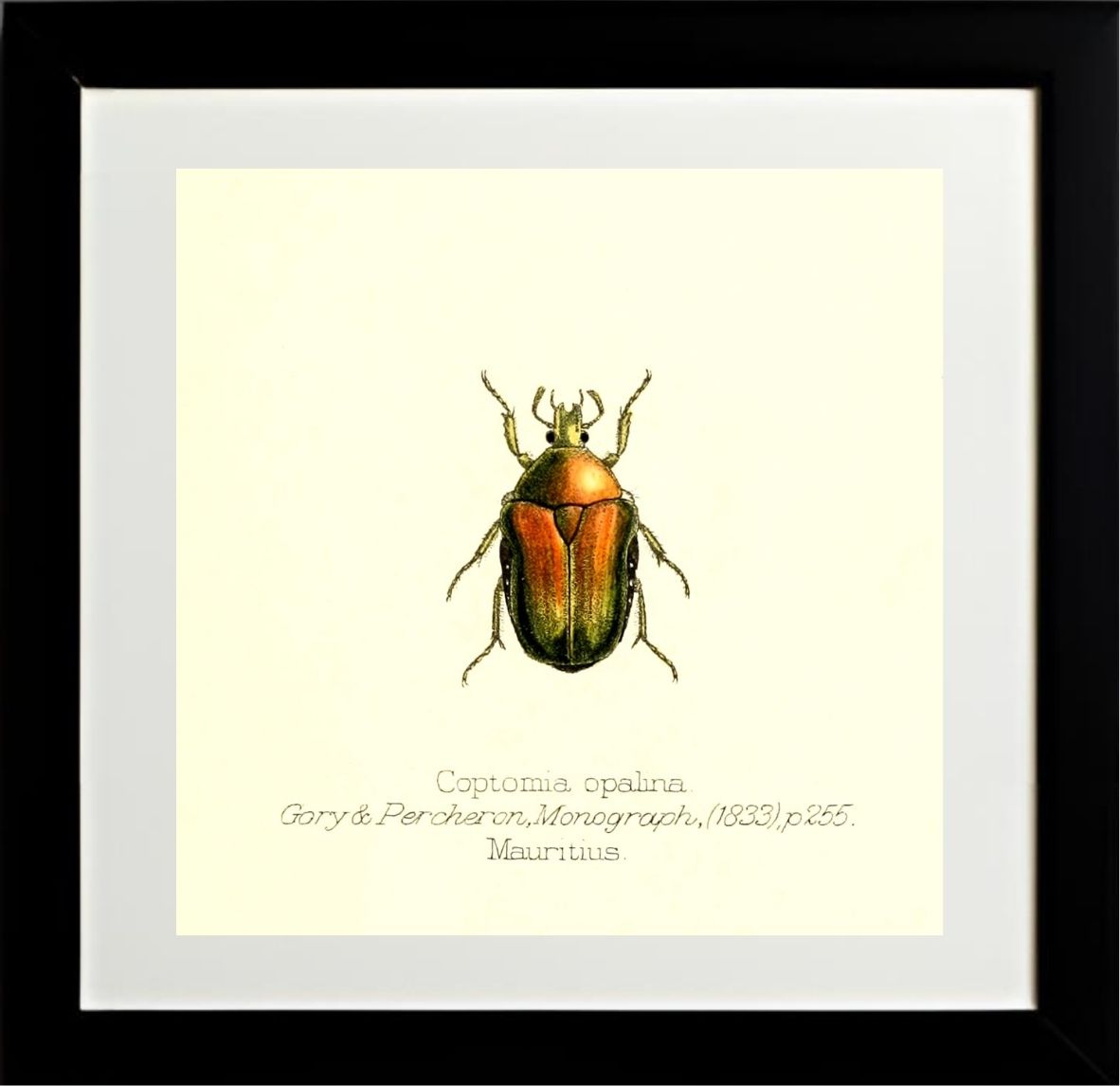 Coptomia Oplalina