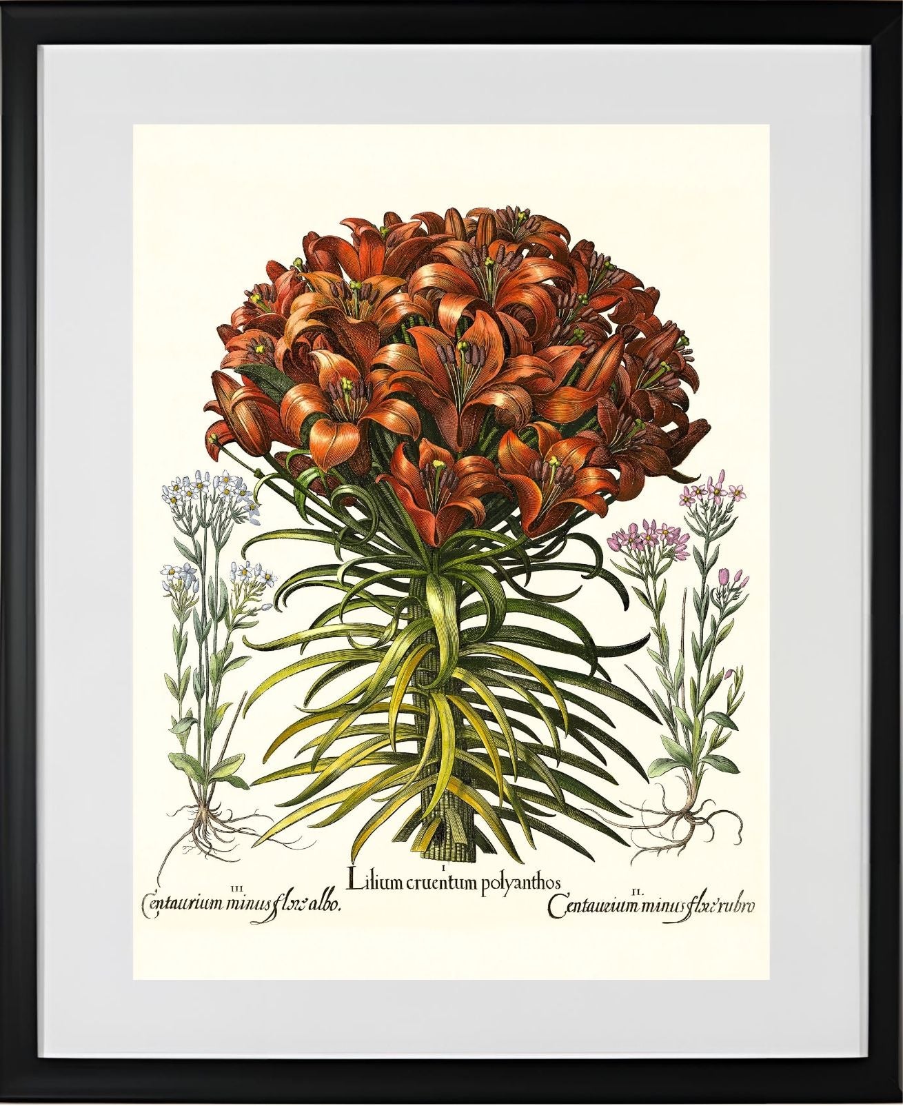 Orange lily, Pink lesser centaury, White centaury