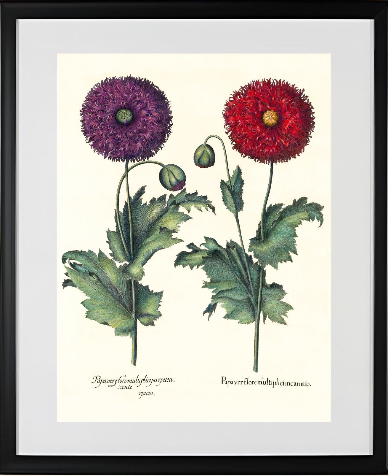 Lacy double-flowered garden poppies