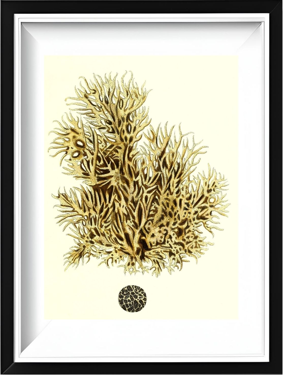 Spongia damicornis