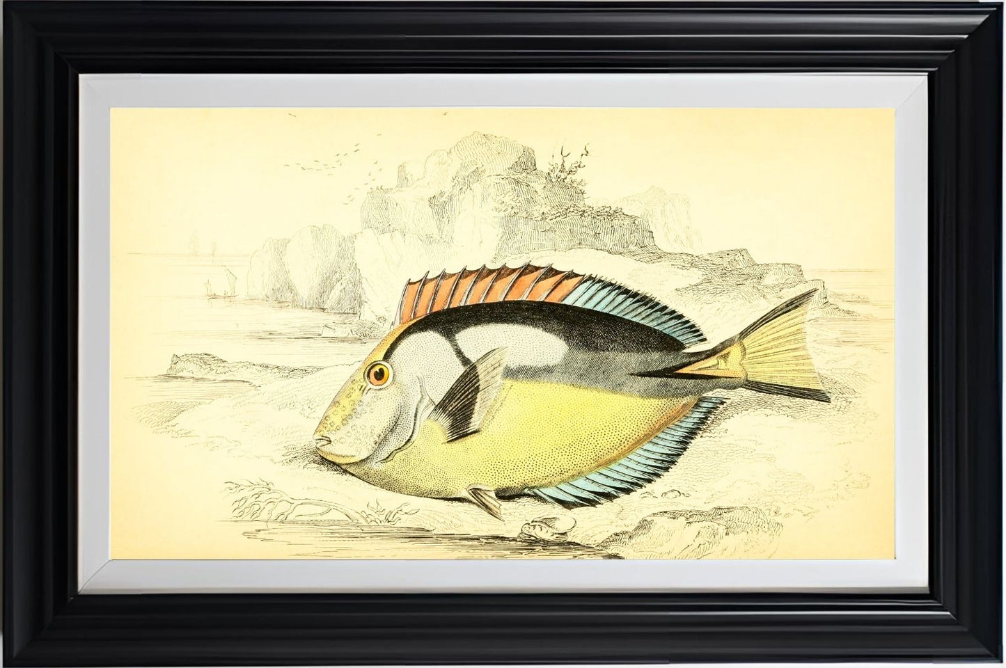Yellow-Bellied Acanthurus