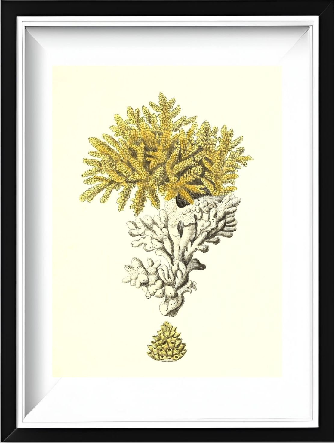 Madrepora muricata 2