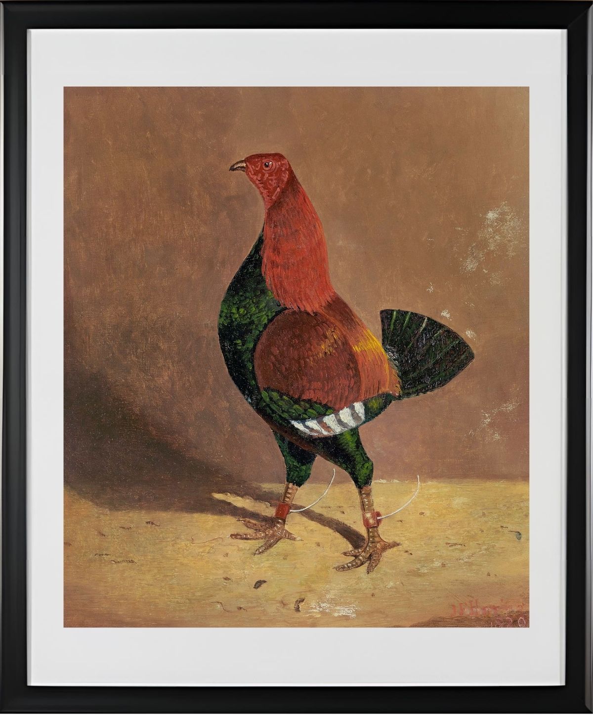 Fighting Cock (2)