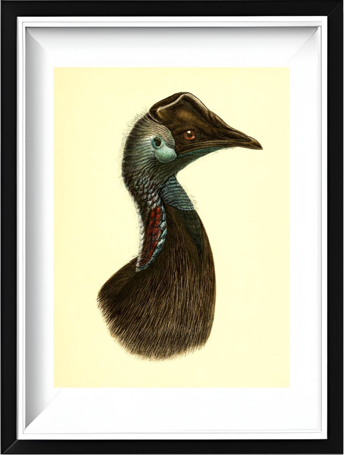 Casuarius Bennetti