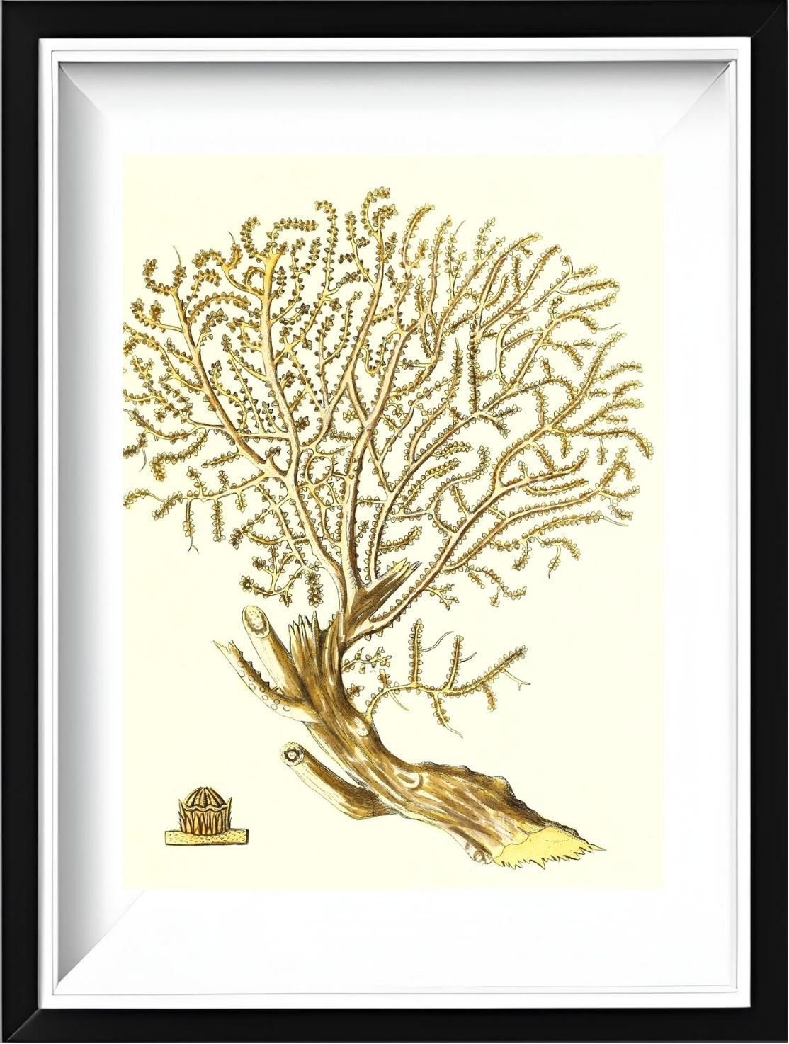 Gorgonia placomus 2
