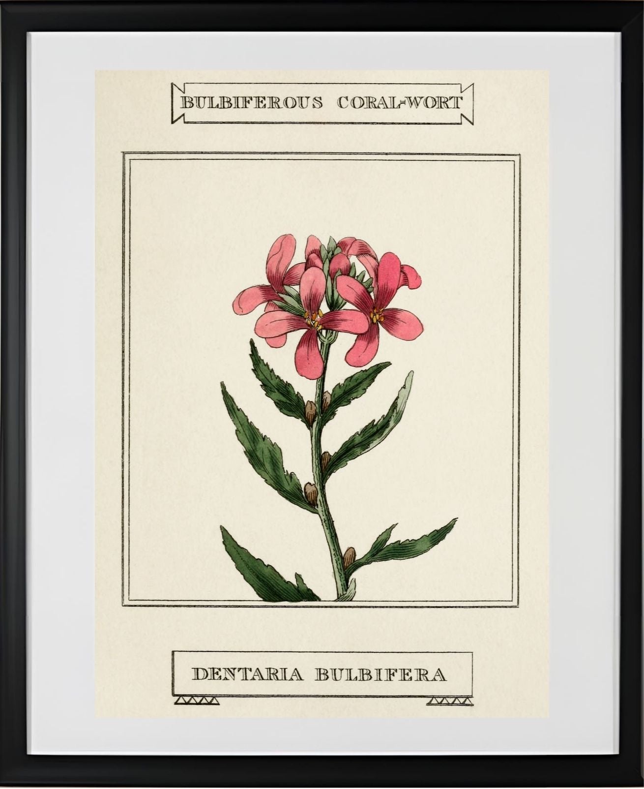 Bulbiferous Coral-Wort