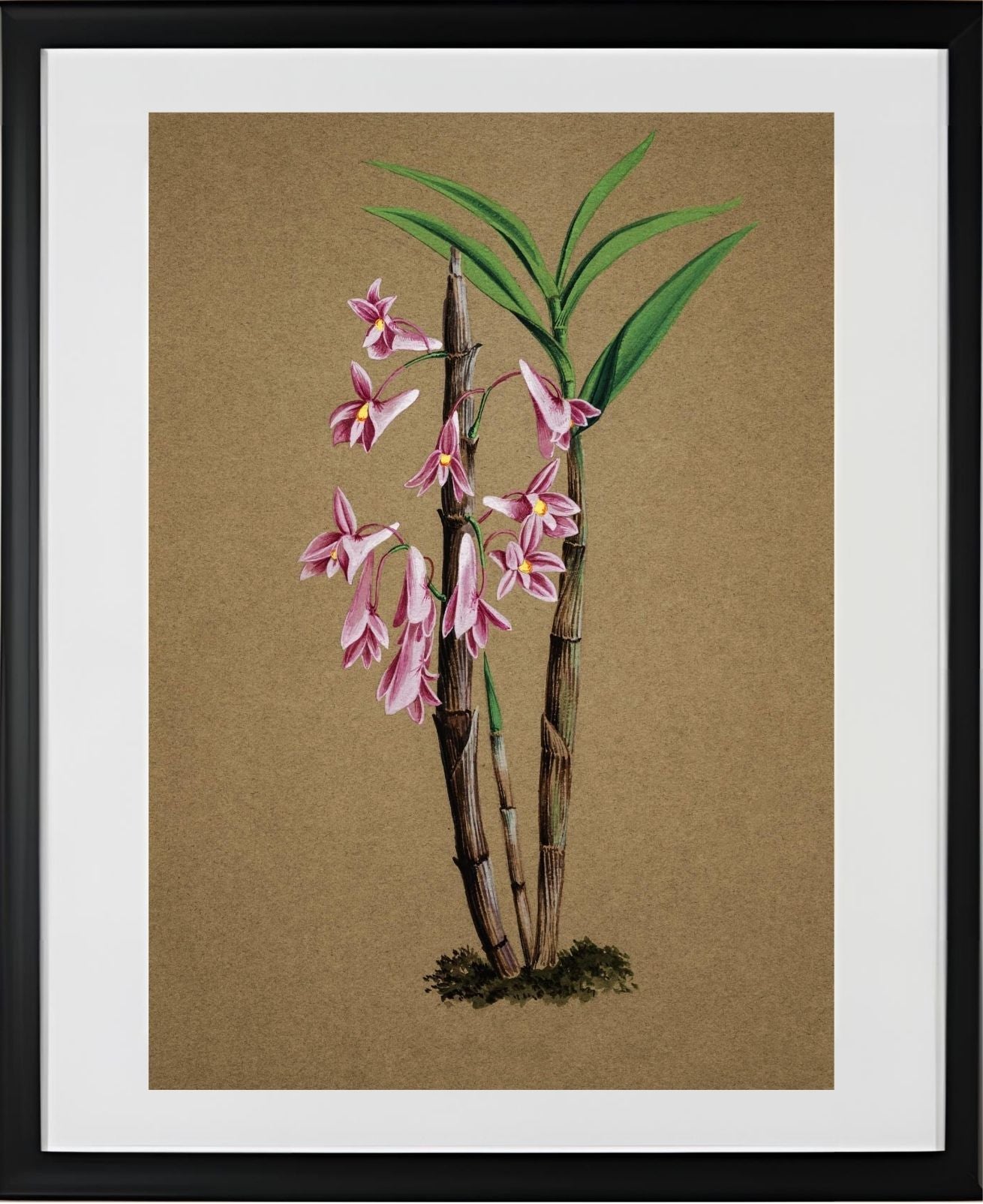 Dendrobium Hasselti