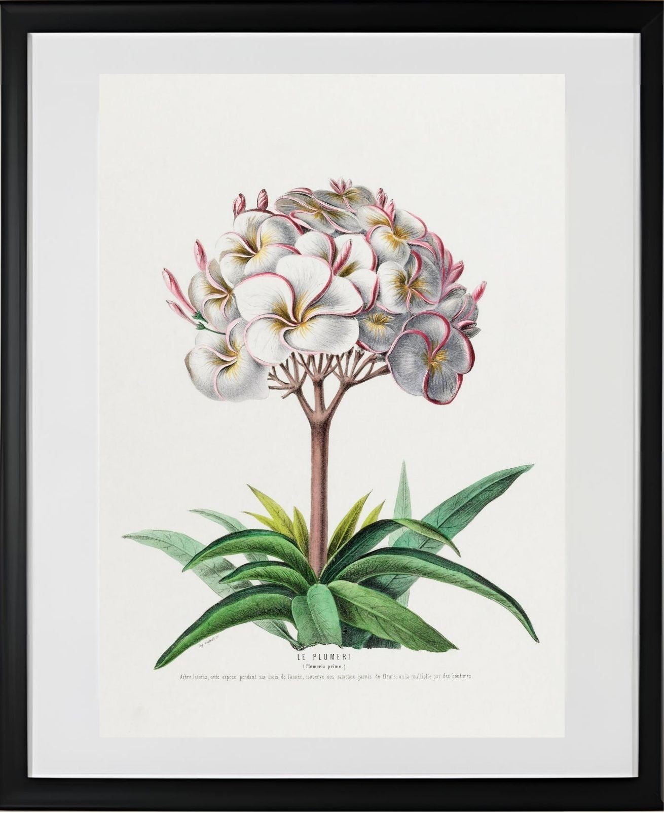 Le Plumeri (Plumeria Primo)