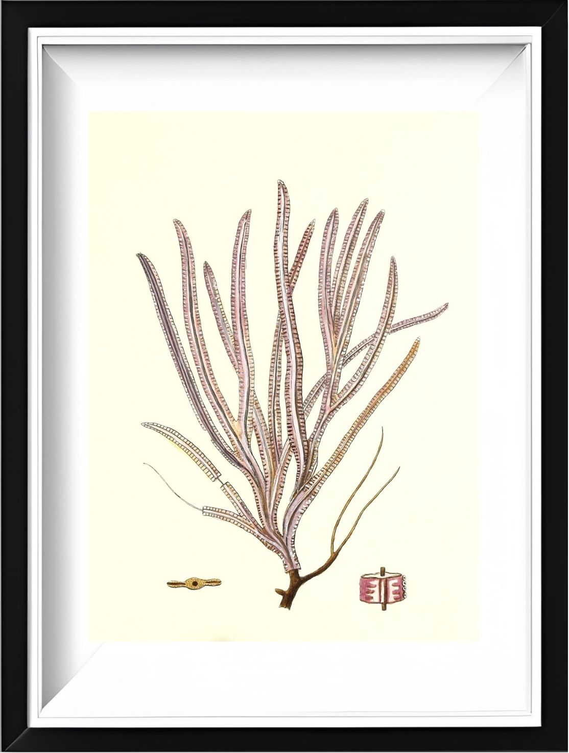 Gorgonia anceps
