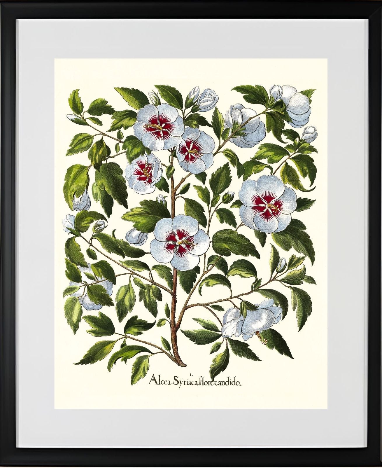 White rose of Sharon