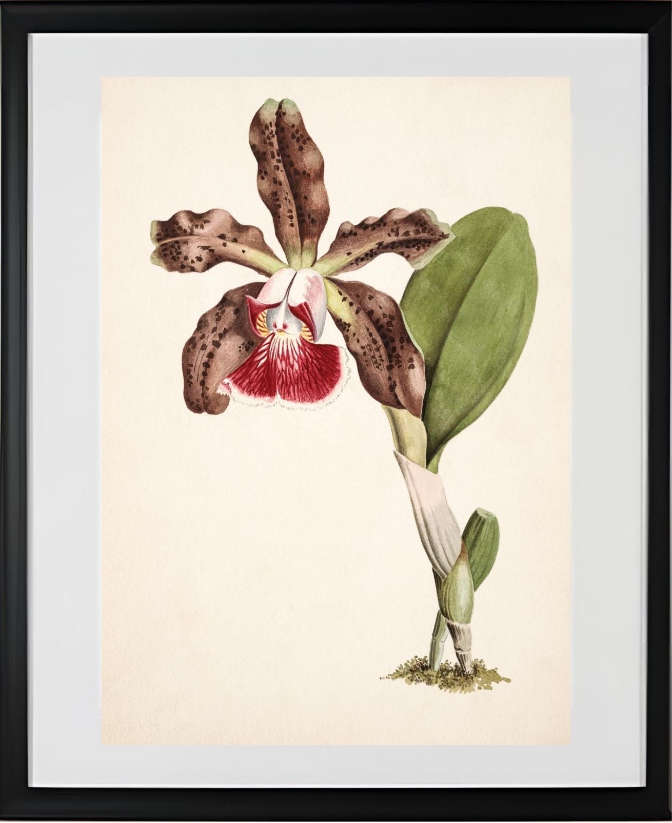 Cattleya Schilleriana (Brasilien)