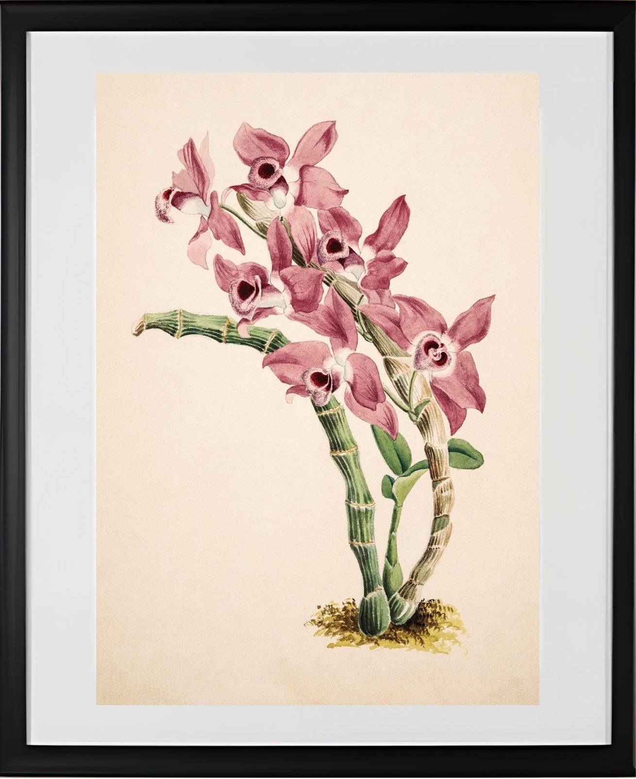 Dendrobium Parishii
